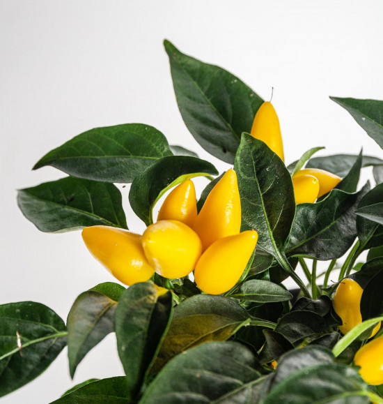 Okrasná paprička, Capsicum, žlutá, průměr květináče 10 - 12 cm-13368