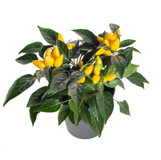 Okrasná paprička, Capsicum, žlutá, průměr květináče 10 - 12 cm-13369