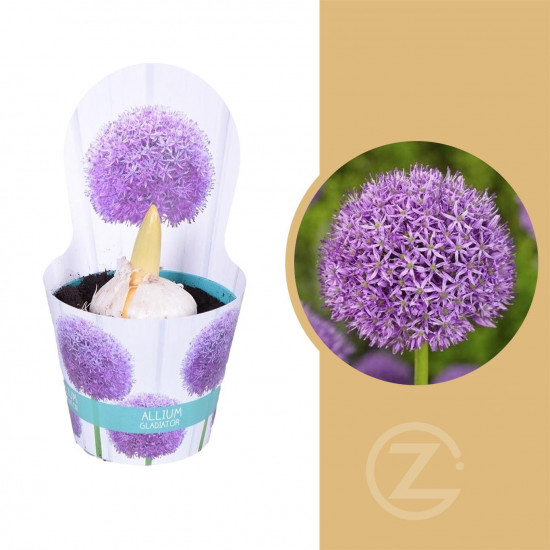 Okrasný česnek, Allium giganteum, fialový, průměr květináče 13 cm