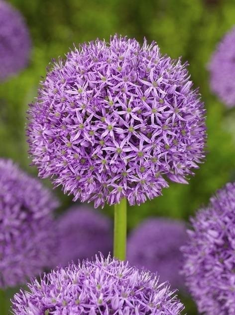 Okrasný česnek, Allium giganteum, fialový, průměr květináče 13 cm-5700