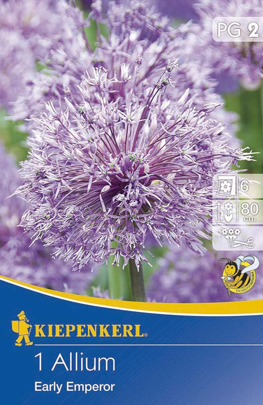 Okrasný česnek cibule, Allium Early Emperor, Kiepenkerl, fialový, 1 ks