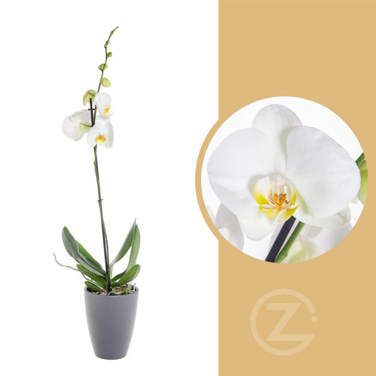 Orchidej Můrovec, Phalaenopsis, 1 výhon, bílá