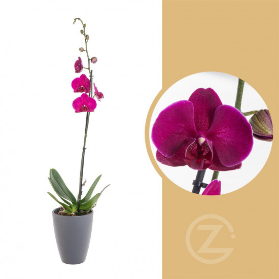 Orchidej Můrovec, Phalaenopsis, 1 výhon, fialová