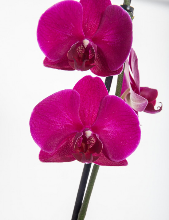 Orchidej Můrovec, Phalaenopsis, 1 výhon, fialová-11952