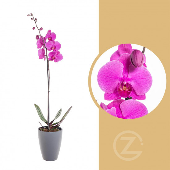 Orchidej Můrovec, Phalaenopsis, 1 výhon, růžová-11944
