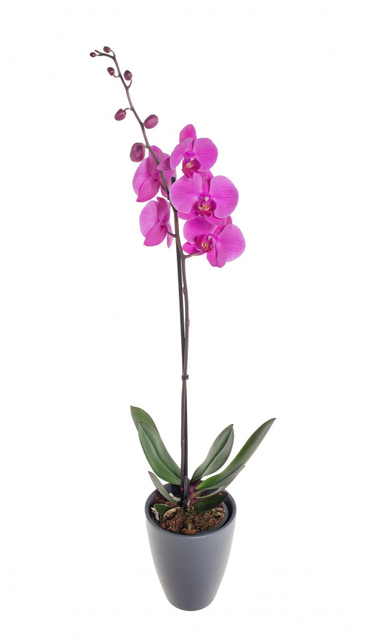 Orchidej Můrovec, Phalaenopsis, 1 výhon, růžová-11948