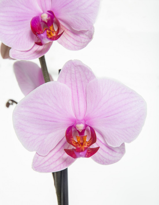 Orchidej Můrovec, Phalaenopsis, 1 výhon, světle růžová-11941