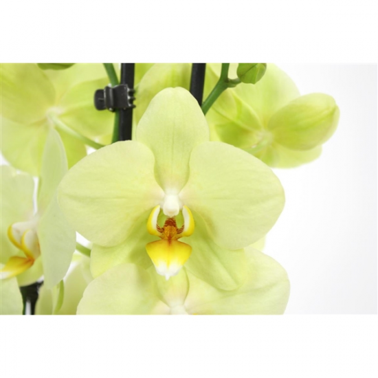 Orchidej Můrovec, Phalaenopsis Alassio, 2 výhony, žlutá-3354