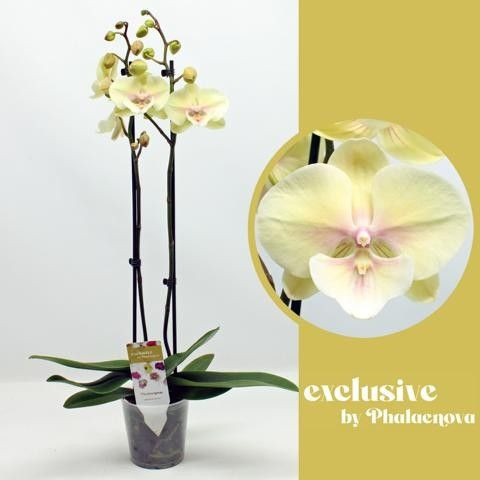 Orchidej Můrovec, Phalaenopsis Aneta, 2 výhony, žluto - vínová