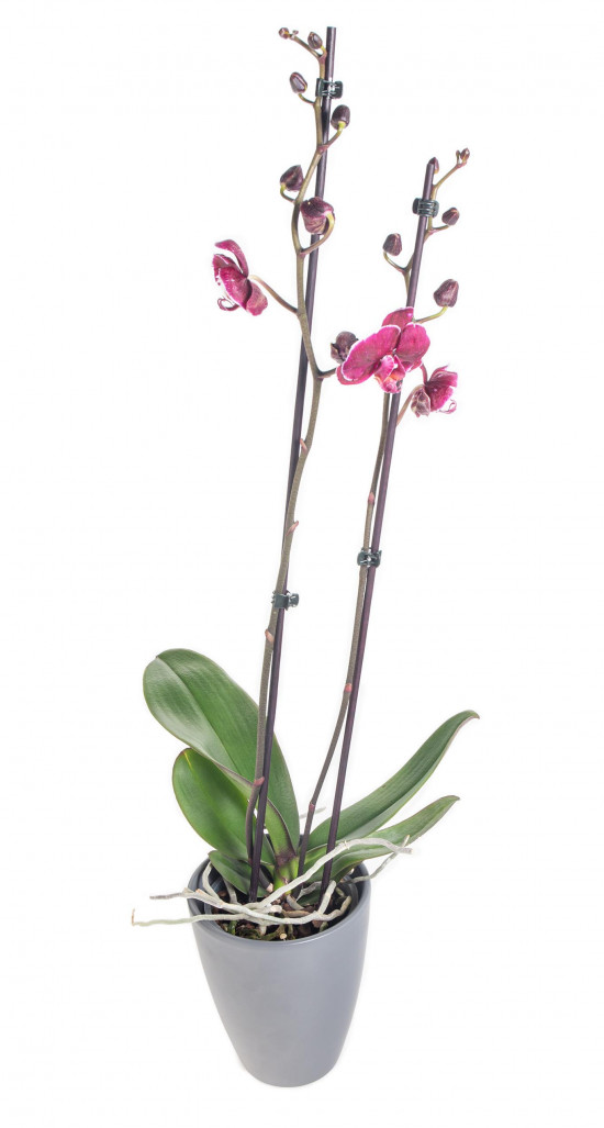 Orchidej Můrovec, Phalaenopsis Asian Coral, 2 výhony, bílo - fialová-14301