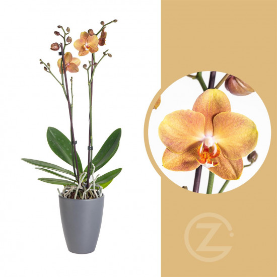 Orchidej Můrovec, Phalaenopsis Brownie, 2 výhony, oranžová-13748