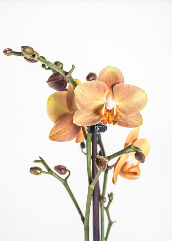 Orchidej Můrovec, Phalaenopsis Brownie, 2 výhony, oranžová-13750