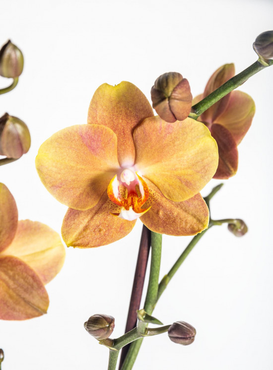 Orchidej Můrovec, Phalaenopsis Brownie, 2 výhony, oranžová-13751