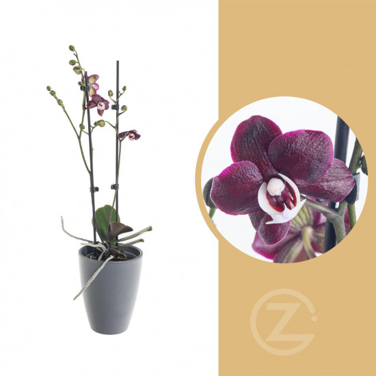 Orchidej Můrovec, Phalaenopsis Choco Paradise, 2 výhony, tmavě fialová-8909