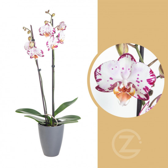 Orchidej Můrovec, Phalaenopsis Denver, 2 výhony, bílo - fialová-14308