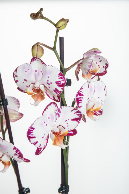 Orchidej Můrovec, Phalaenopsis Denver, 2 výhony, bílo - fialová-14310