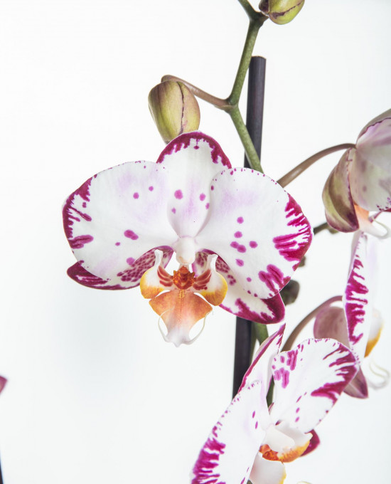 Orchidej Můrovec, Phalaenopsis Denver, 2 výhony, bílo - fialová-14311
