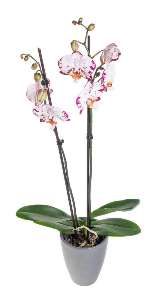 Orchidej Můrovec, Phalaenopsis Denver, 2 výhony, bílo - fialová-14312