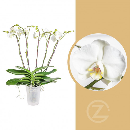 Orchidej Můrovec, Phalaenopsis EXTRA, 5 výhonů, bílá-16642