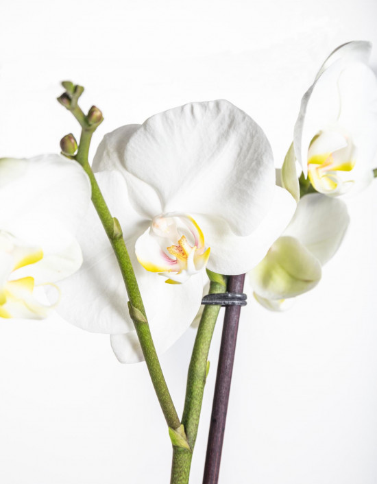 Orchidej Můrovec, Phalaenopsis EXTRA, 5 výhonů, bílá-16644
