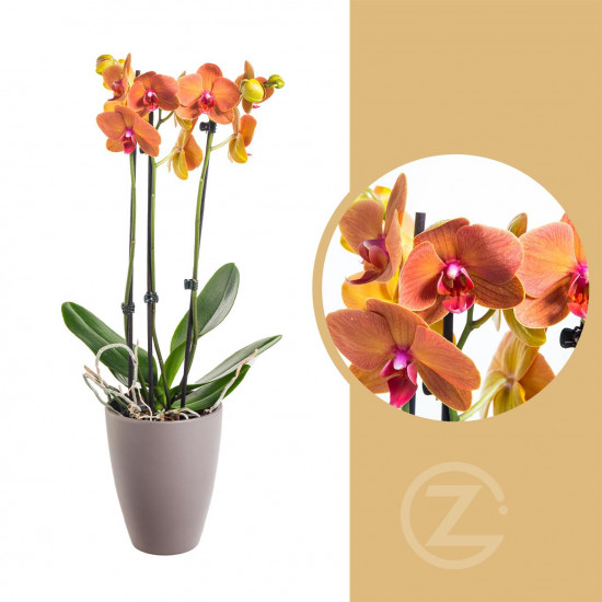 Orchidej Můrovec, Phalaenopsis Fuller Sunset, 2 výhony, oranžová