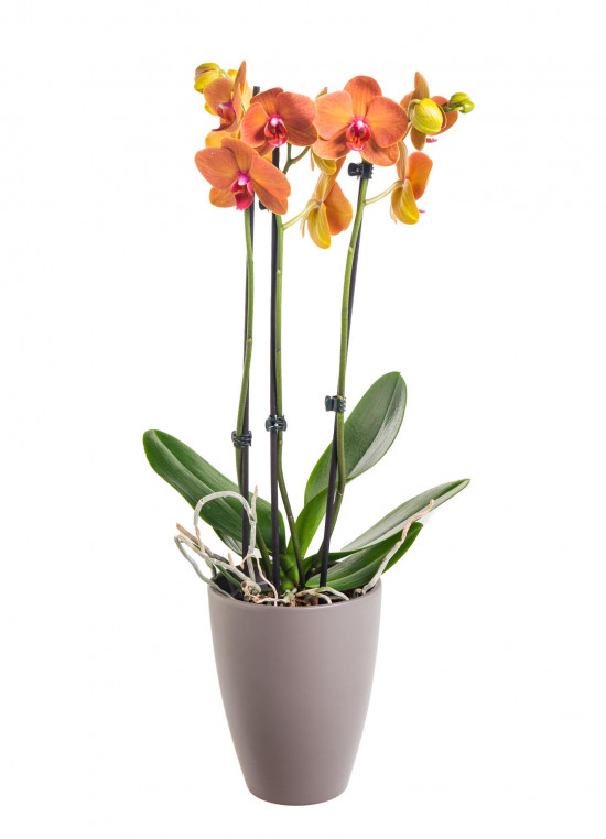 Orchidej Můrovec, Phalaenopsis Fuller Sunset, 2 výhony, oranžová-20886