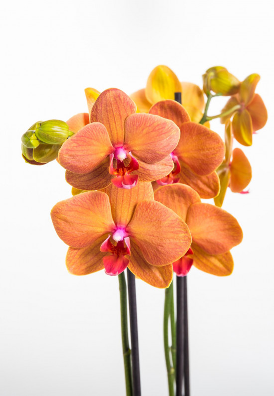 Orchidej Můrovec, Phalaenopsis Fuller Sunset, 2 výhony, oranžová-20887