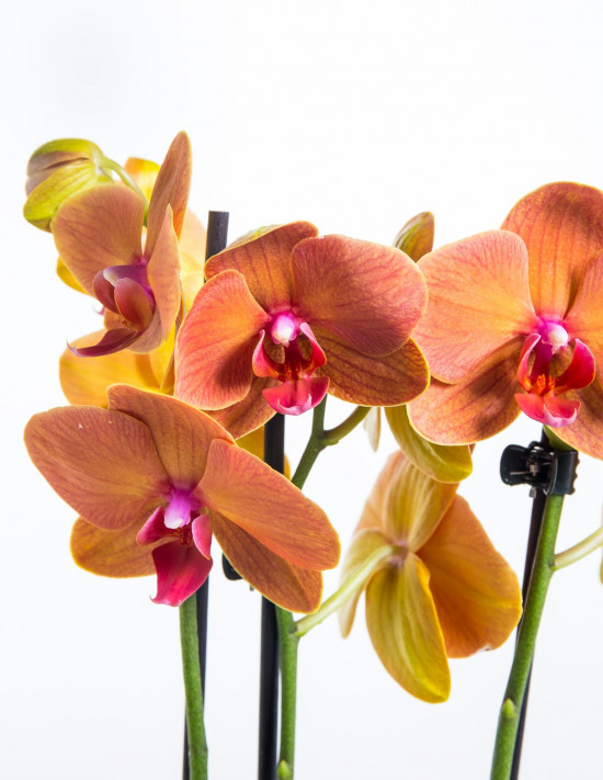Orchidej Můrovec, Phalaenopsis Fuller Sunset, 2 výhony, oranžová-20888