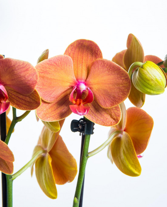 Orchidej Můrovec, Phalaenopsis Fuller Sunset, 2 výhony, oranžová-20889