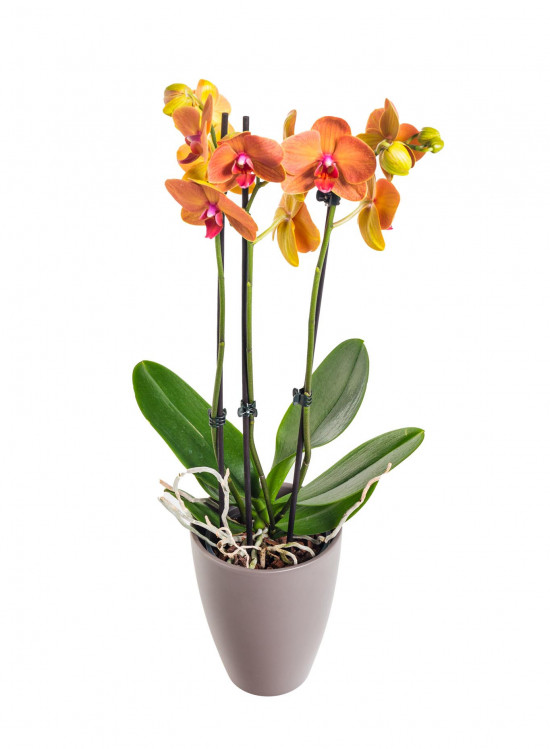 Orchidej Můrovec, Phalaenopsis Fuller Sunset, 2 výhony, oranžová-20890