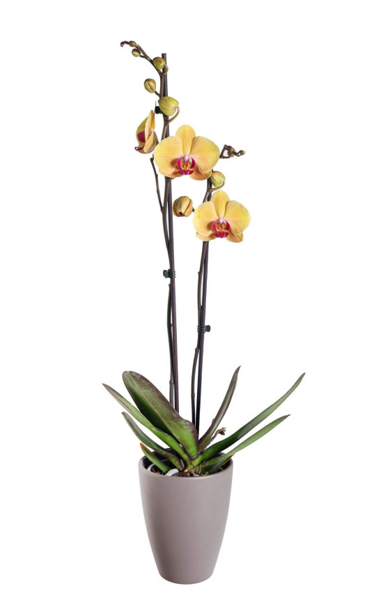 Orchidej Můrovec, Phalaenopsis Goldion, 2 výhony, žluto - vínová-22846