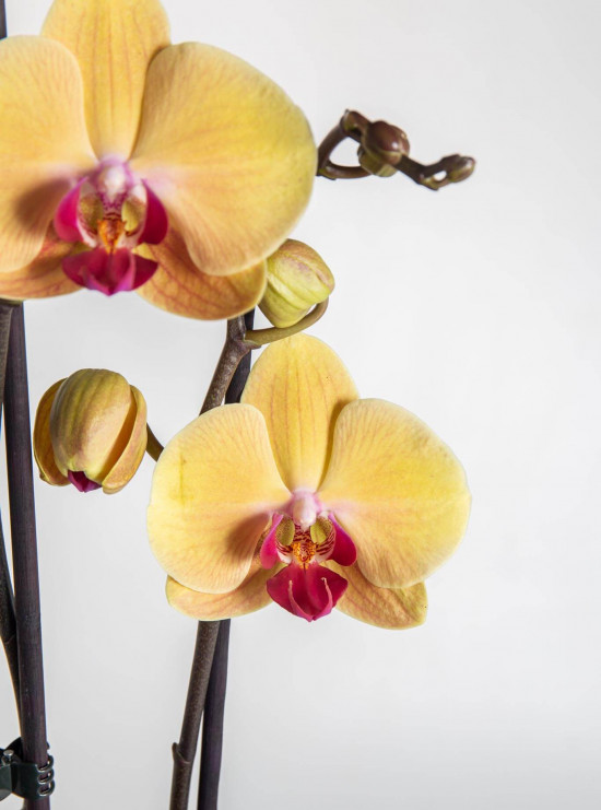 Orchidej Můrovec, Phalaenopsis Goldion, 2 výhony, žluto - vínová-22847