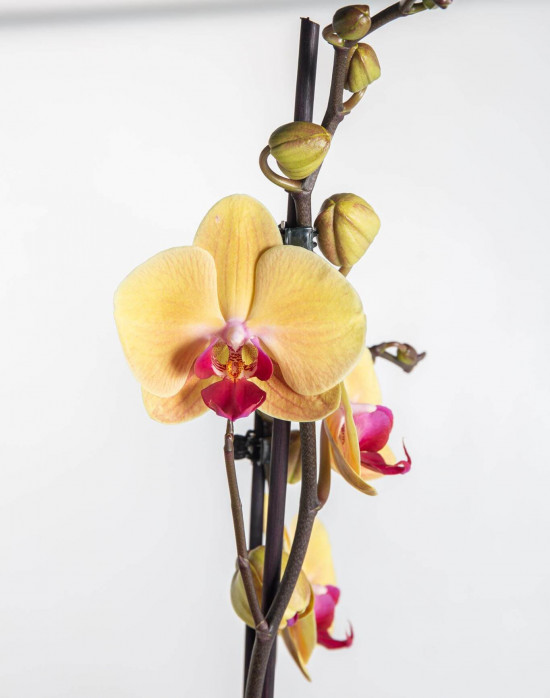 Orchidej Můrovec, Phalaenopsis Goldion, 2 výhony, žluto - vínová-22848