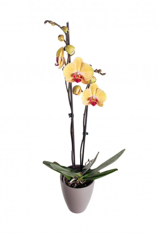 Orchidej Můrovec, Phalaenopsis Goldion, 2 výhony, žluto - vínová-22849