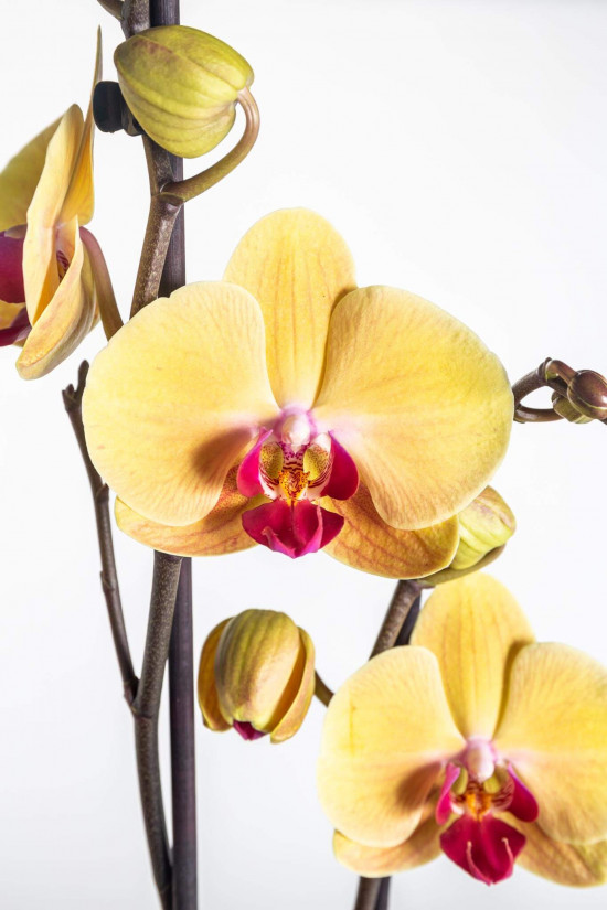 Orchidej Můrovec, Phalaenopsis Goldion, 2 výhony, žluto - vínová-22850