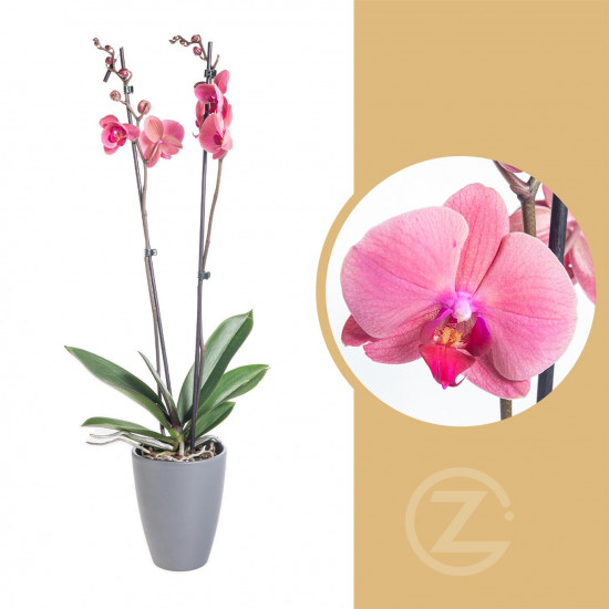 Orchidej Můrovec, Phalaenopsis Happy Angels Dream, 2 výhony, růžová
