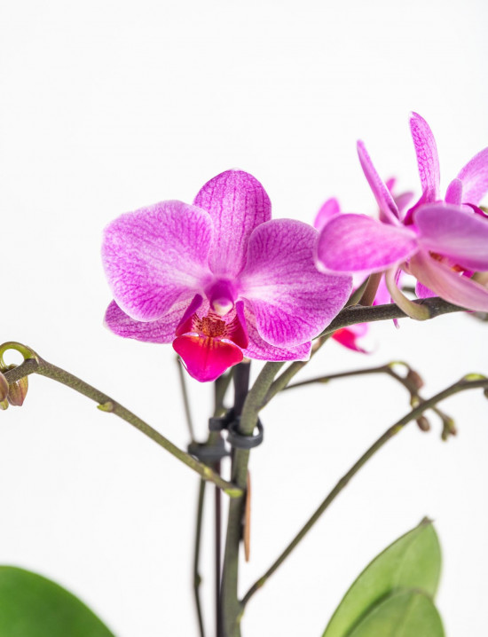 Orchidej Můrovec, Phalaenopsis Kolibri Basel, 2 výhony, tmavě růžová-13777