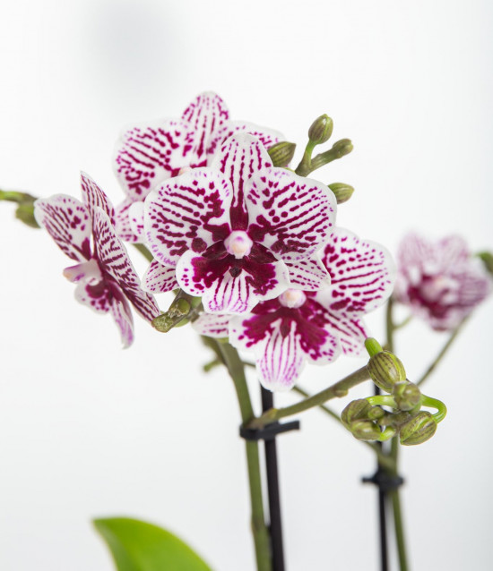 Orchidej Můrovec, Phalaenopsis Kolibri El Salvador, 2 výhony, fialovo - bílá-15298