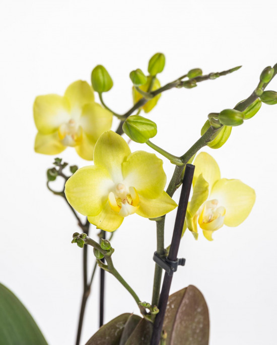 Orchidej Můrovec, Phalaenopsis Kolibri Malta, 2 výhony, žlutá-17983