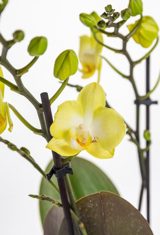Orchidej Můrovec, Phalaenopsis Kolibri Malta, 2 výhony, žlutá-17984