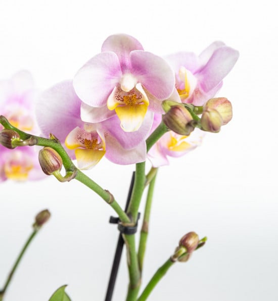 Orchidej Můrovec, Phalaenopsis Kolibri Netherlands, 2 výhony, bílo - růžová-20465