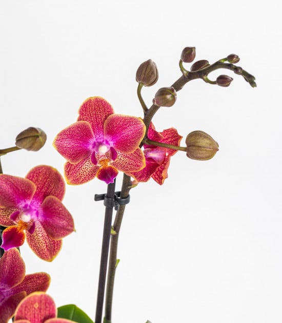Orchidej Můrovec, Phalaenopsis Kolibri Sint Maarten, 2 výhony, bílo - vínová-17987