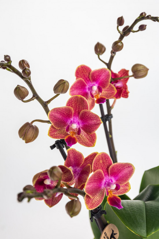 Orchidej Můrovec, Phalaenopsis Kolibri Sint Maarten, 2 výhony, bílo - vínová-17989