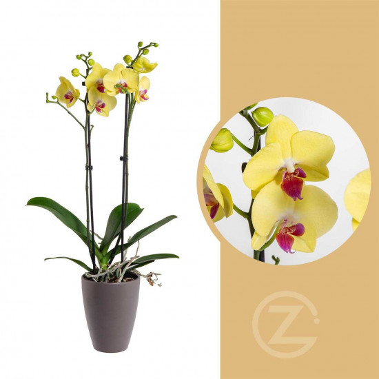 Orchidej Můrovec, Phalaenopsis Limelight, 2 výhony, žlutá