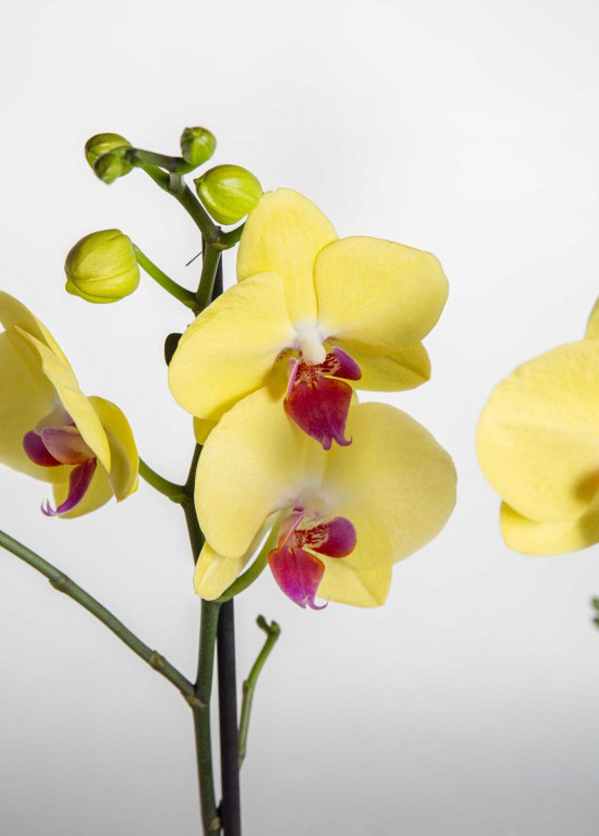 Orchidej Můrovec, Phalaenopsis Limelight, 2 výhony, žlutá-25778