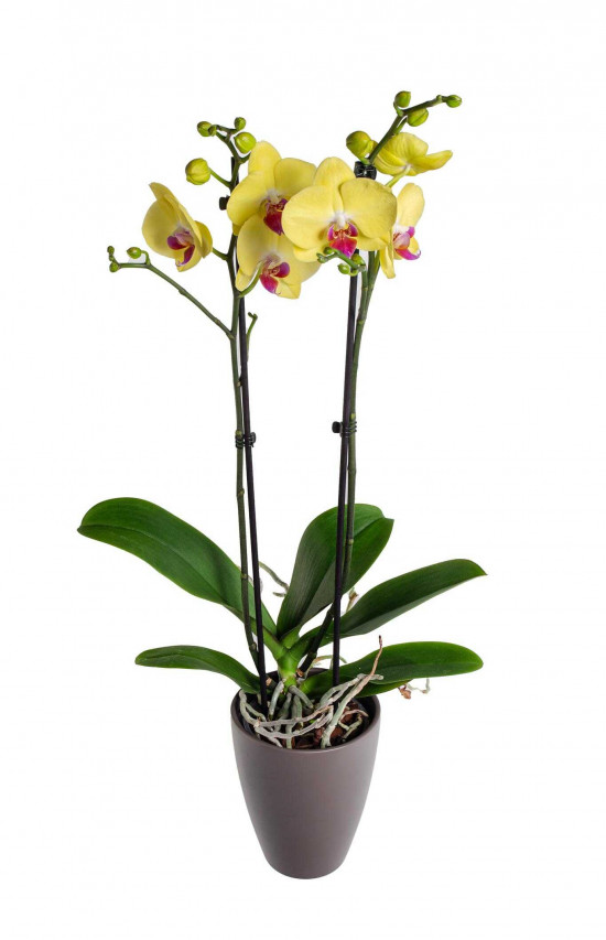 Orchidej Můrovec, Phalaenopsis Limelight, 2 výhony, žlutá-25779