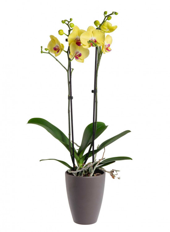 Orchidej Můrovec, Phalaenopsis Limelight, 2 výhony, žlutá-25780