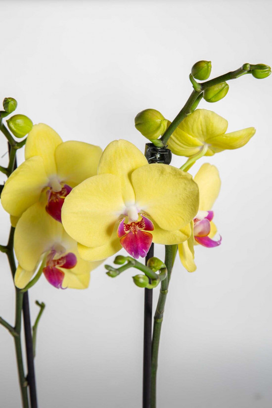 Orchidej Můrovec, Phalaenopsis Limelight, 2 výhony, žlutá-25781