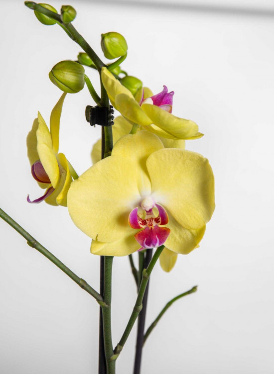 Orchidej Můrovec, Phalaenopsis Limelight, 2 výhony, žlutá-25782