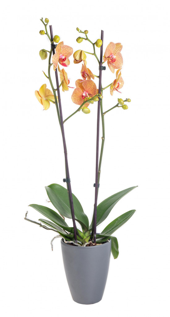Orchidej Můrovec, Phalaenopsis Long Apollo, 2 výhony, oranžová-14303